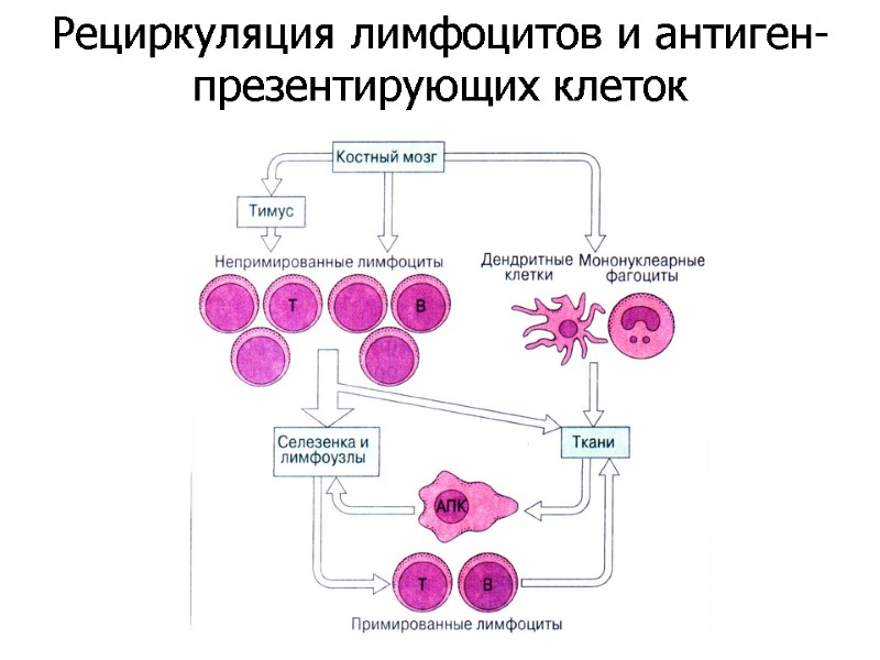 Рециркуляция лимфоцитов и антиген-презентирующих клеток